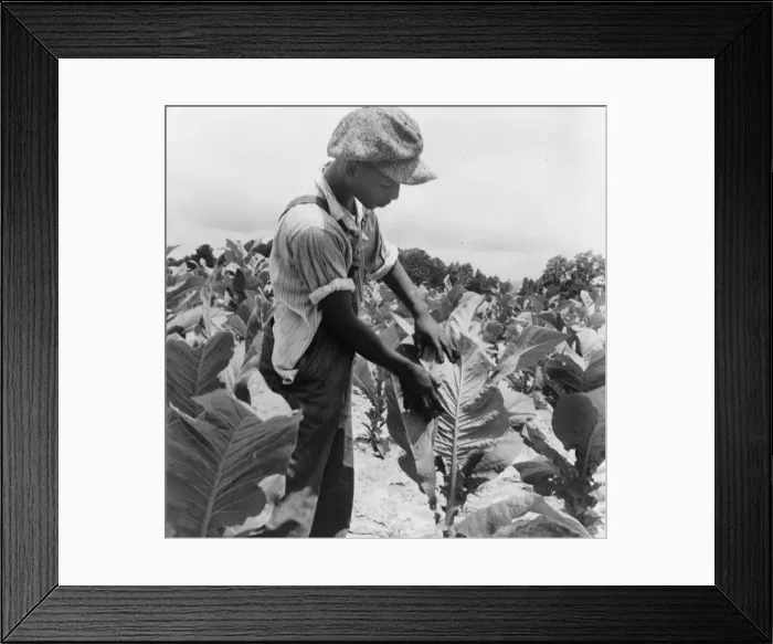 Framed Print : Son of Negro sharecropper worming'tobacco, Wake County, North Carolina, 1939. Creator: Dorothea Lange Framed Print : Son of Negro sharecropper worming'tobacco, Wake County, North Carolina, 1939. Creator: Dorothea Lange