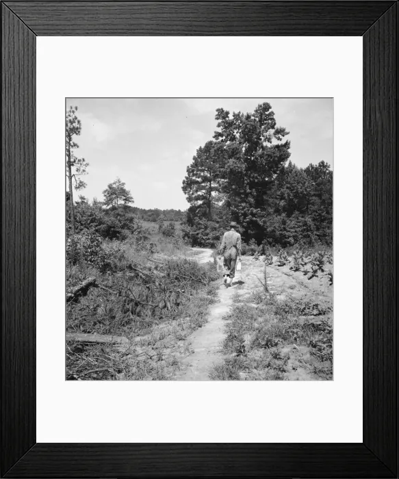 Framed Print : Lunchtime for colored tenant who is helping build... barn, Chatham County, North Carolina, 1939. Creator: Dorothea Lange Framed Print : Lunchtime for colored tenant who is helping build... barn, Chatham County, North Carolina, 1939. Creator: Dorothea Lange