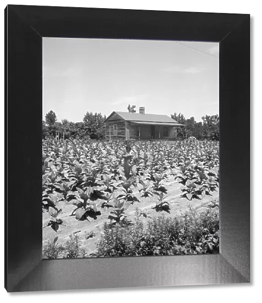 Sharecropper near Chapel Hill, North Carolina, 1939. Creator: Dorothea Lange