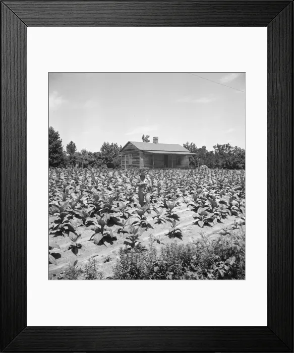 Framed Print : Sharecropper near Chapel Hill, North Carolina, 1939. Creator: Dorothea Lange Framed Print : Sharecropper near Chapel Hill, North Carolina, 1939. Creator: Dorothea Lange