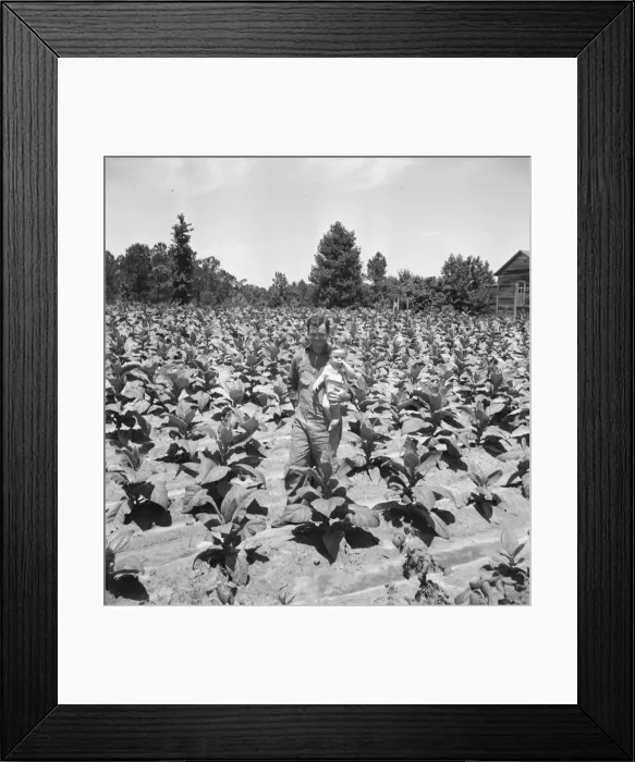 Framed Print : Sharecropper near Chapel Hill, North Carolina, 1939. Creator: Dorothea Lange Framed Print : Sharecropper near Chapel Hill, North Carolina, 1939. Creator: Dorothea Lange