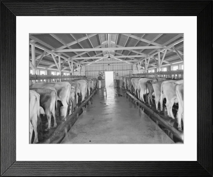 Framed Print : Dairy farm and herd, FSA Mineral King Cooperative Association, Tulare County, California, 1939. Creator: Dorothea Lange Framed Print : Dairy farm and herd, FSA Mineral King Cooperative Association, Tulare County, California, 1939. Creator: Dorothea Lange