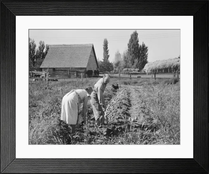 Framed Print : Couple digging their sweet potatoes in the fall, Irrigon, Morrow County, Oregon, 1939. Creator: Dorothea Lange Framed Print : Couple digging their sweet potatoes in the fall, Irrigon, Morrow County, Oregon, 1939. Creator: Dorothea Lange