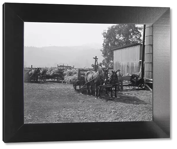 Each farmer brings his own wagon and team for the days work, near West Carlton, Oregon, 1939. Creator: Dorothea Lange