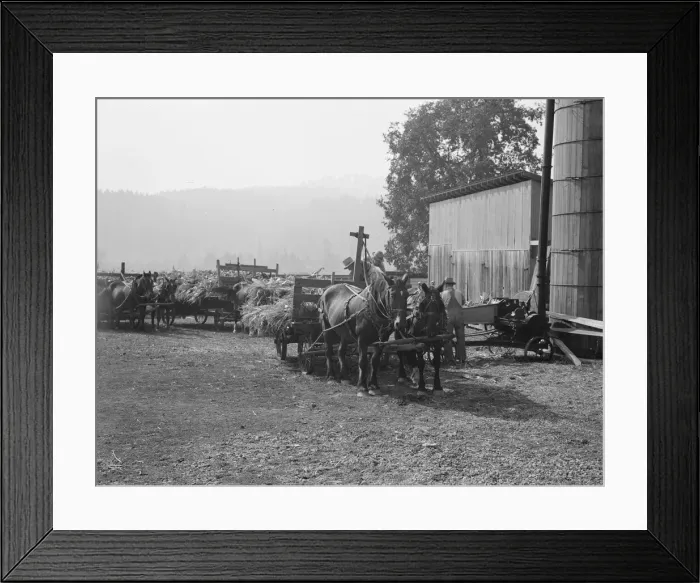 Framed Print : Each farmer brings his own wagon and team for the days work, near West Carlton, Oregon, 1939. Creator: Dorothea Lange Framed Print : Each farmer brings his own wagon and team for the days work, near West Carlton, Oregon, 1939. Creator: Dorothea Lange