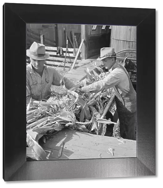 Farmers feeding corn into cooperatively owned... near W Street at Carlton, Oregon, 1939. Creator: Dorothea Lange