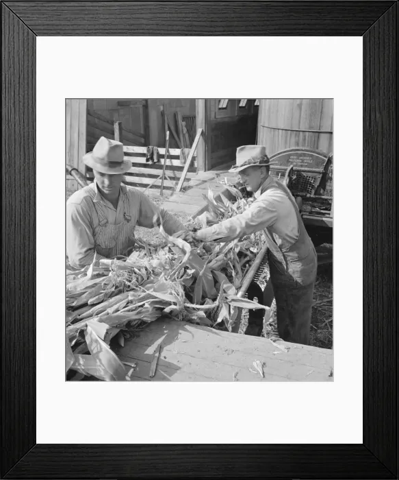 Framed Print : Farmers feeding corn into cooperatively owned... near W Street at Carlton, Oregon, 1939. Creator: Dorothea Lange Framed Print : Farmers feeding corn into cooperatively owned... near W Street at Carlton, Oregon, 1939. Creator: Dorothea Lange