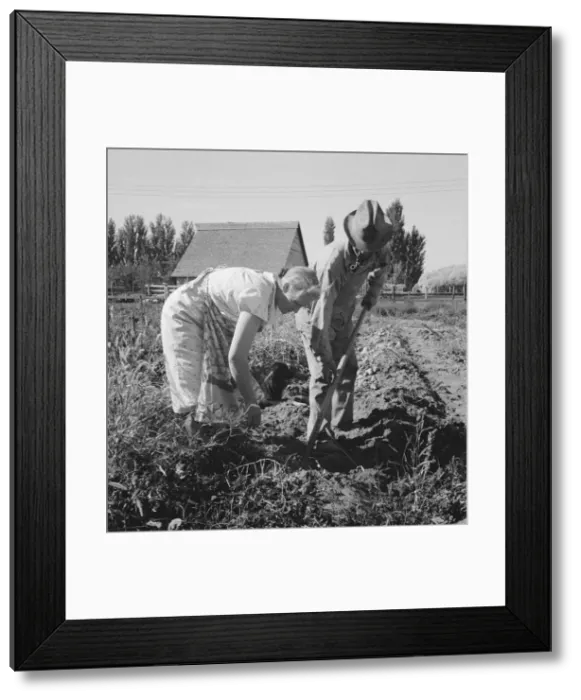 Framed Print : Couple digging their sweet potatoes in the fall, Irrigon, Morrow County, Oregon, 1939. Creator: Dorothea Lange Framed Print : Couple digging their sweet potatoes in the fall, Irrigon, Morrow County, Oregon, 1939. Creator: Dorothea Lange