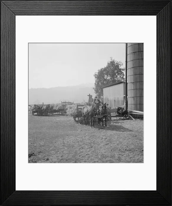Framed Print : Farmers feeding corn into cooperatively owned... near W Street at Carlton, Oregon, 1939. Creator: Dorothea Lange Framed Print : Farmers feeding corn into cooperatively owned... near W Street at Carlton, Oregon, 1939. Creator: Dorothea Lange