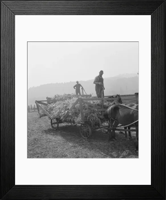 Framed Print : Farmers with wagonload of corn... near W Street at Carlton, Oregon, 1939. Creator: Dorothea Lange Framed Print : Farmers with wagonload of corn... near W Street at Carlton, Oregon, 1939. Creator: Dorothea Lange
