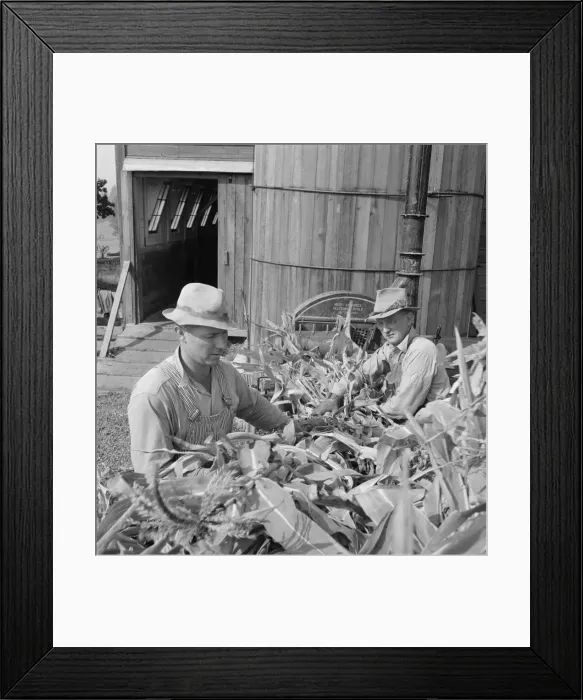 Framed Print : Farmers feeding corn into cooperatively owned... near W Street at Carlton, Oregon, 1939. Creator: Dorothea Lange Framed Print : Farmers feeding corn into cooperatively owned... near W Street at Carlton, Oregon, 1939. Creator: Dorothea Lange