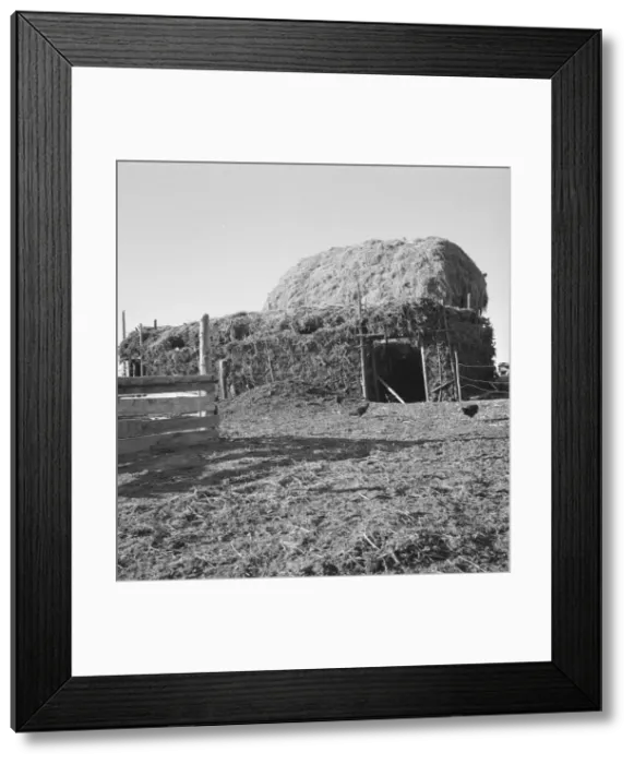 Framed Print : Two-year old barn, sage bush thatched (name: Hull), Dead Ox Flat, Malheur County, Oregon, 1939. Creator: Dorothea Lange Framed Print : Two-year old barn, sage bush thatched (name: Hull), Dead Ox Flat, Malheur County, Oregon, 1939. Creator: Dorothea Lange