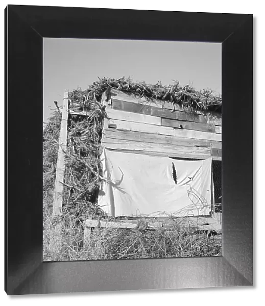 Shows construction of chicken house, sage bush thatched, Dead Ox Flat, Malheur County, Oregon, 1939. Creator: Dorothea Lange
