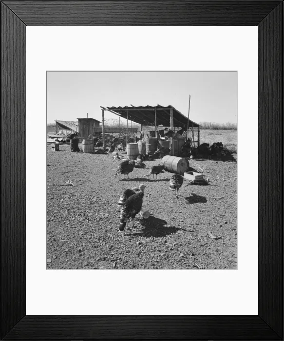 Framed Print : Temporary buildings on Williams new farm, Dead Ox Flat, Malheur County, Oregon, 1939. Creator: Dorothea Lange Framed Print : Temporary buildings on Williams new farm, Dead Ox Flat, Malheur County, Oregon, 1939. Creator: Dorothea Lange