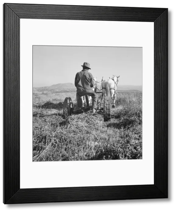 Framed Print : Mr. Roberts, FSA borrower, Owyhee project, Malheur County, Oregon, 1939. Creator: Dorothea Lange Framed Print : Mr. Roberts, FSA borrower, Owyhee project, Malheur County, Oregon, 1939. Creator: Dorothea Lange