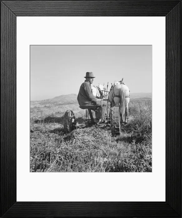 Framed Print : Mr. Roberts, FSA borrower, Owyhee project, Malheur County, Oregon, 1939. Creator: Dorothea Lange Framed Print : Mr. Roberts, FSA borrower, Owyhee project, Malheur County, Oregon, 1939. Creator: Dorothea Lange