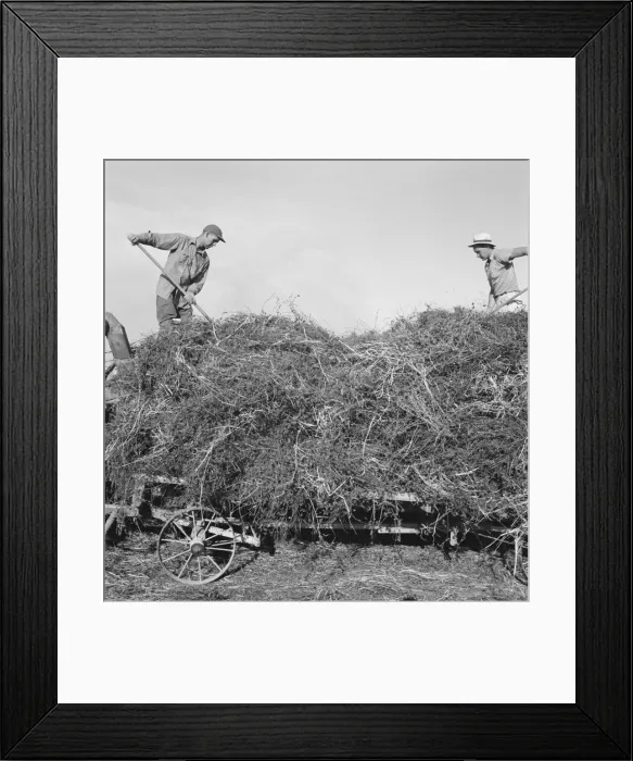 Framed Print : Threshing red clover for seed on older settlers ranch, near Ontario, Oregon, 1939. Creator: Dorothea Lange Framed Print : Threshing red clover for seed on older settlers ranch, near Ontario, Oregon, 1939. Creator: Dorothea Lange