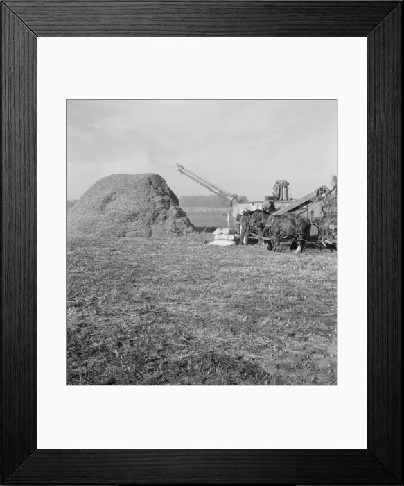 Framed Print : Threshing red clover for seed on older settlers ranch, near Ontario, Oregon, 1939. Creator: Dorothea Lange Framed Print : Threshing red clover for seed on older settlers ranch, near Ontario, Oregon, 1939. Creator: Dorothea Lange