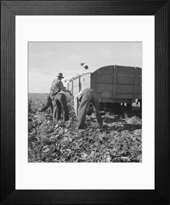 Framed Print : Loading truck in sugar beet field, near Ontario, Malheur County, Oregon, 1939. Creator: Dorothea Lange Framed Print : Loading truck in sugar beet field, near Ontario, Malheur County, Oregon, 1939. Creator: Dorothea Lange