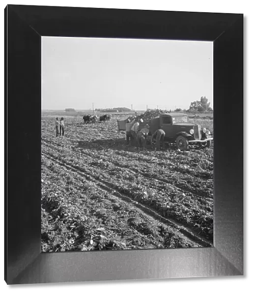 View of sugar beet field with crew loading truck for Nyssa factory, near Ontario, Oregon, 1939. Creator: Dorothea Lange