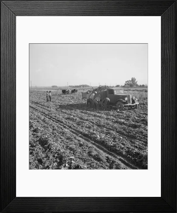 Framed Print : View of sugar beet field with crew loading truck for Nyssa factory, near Ontario, Oregon, 1939. Creator: Dorothea Lange Framed Print : View of sugar beet field with crew loading truck for Nyssa factory, near Ontario, Oregon, 1939. Creator: Dorothea Lange