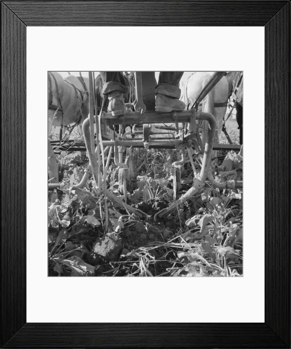 Framed Print : Sugar beet lifter in older settlers field... near Ontario, Malheur County, Oregon, 1939. Creator: Dorothea Lange Framed Print : Sugar beet lifter in older settlers field... near Ontario, Malheur County, Oregon, 1939. Creator: Dorothea Lange