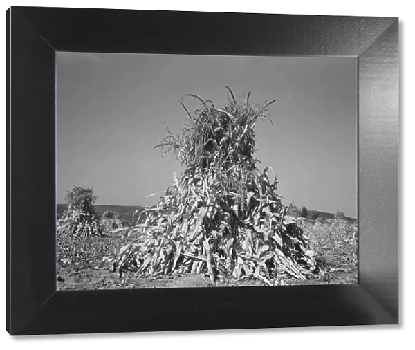 Field of corn in shock on farm of FSA borrower, Sunset Valley, Malheur County, Oregon, 1939. Creator: Dorothea Lange