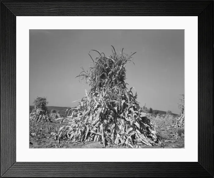 Framed Print : Field of corn in shock on farm of FSA borrower, Sunset Valley, Malheur County, Oregon, 1939. Creator: Dorothea Lange