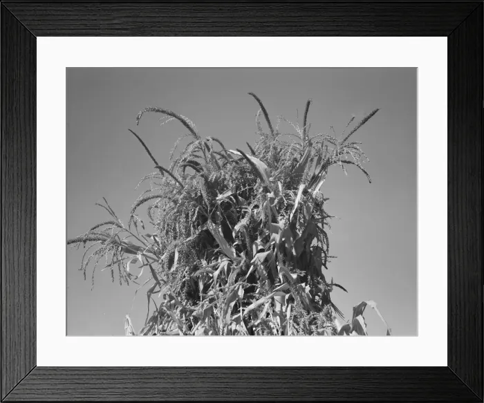 Framed Print : Shocked corn in field of FSA borrower, Sunset Valley, Malheur County, Oregon, 1939. Creator: Dorothea Lange