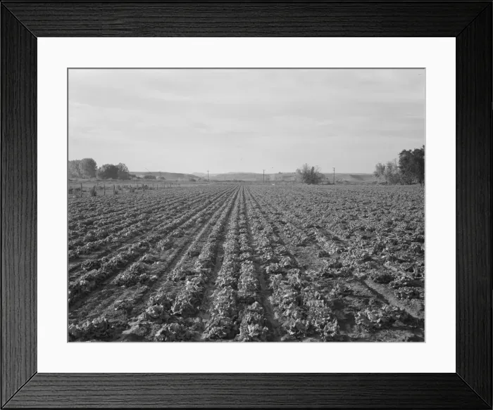 Framed Print : Lettuce field near Ontario, Malheur County, Oregon, 1939. Creator: Dorothea Lange Framed Print : Lettuce field near Ontario, Malheur County, Oregon, 1939. Creator: Dorothea Lange