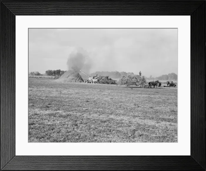 Framed Print : Threshing red clover for seed on older settlers ranch, near Ontario, Malheur County, Oregon, 1939. Creator: Dorothea Lange Framed Print : Threshing red clover for seed on older settlers ranch, near Ontario, Malheur County, Oregon, 1939. Creator: Dorothea Lange