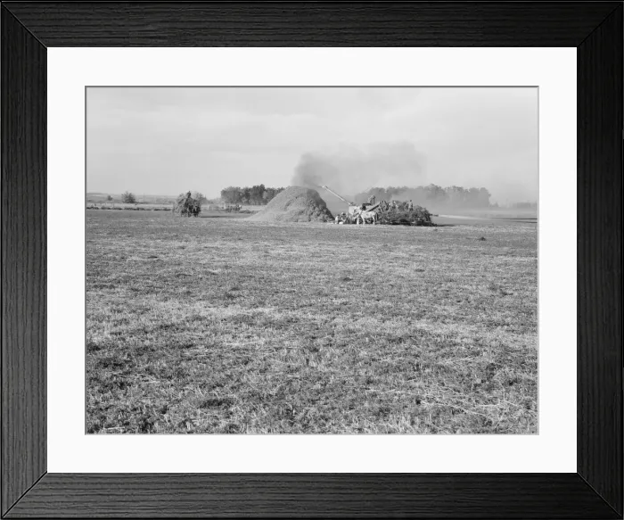 Framed Print : Threshing red clover for seed on older settlers ranch, near Ontario, Oregon, 1939. Creator: Dorothea Lange Framed Print : Threshing red clover for seed on older settlers ranch, near Ontario, Oregon, 1939. Creator: Dorothea Lange