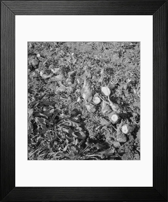 Framed Print : Topped sugar beets lying in field, near Nyssa, Malheur County, Oregon, 1939. Creator: Dorothea Lange Framed Print : Topped sugar beets lying in field, near Nyssa, Malheur County, Oregon, 1939. Creator: Dorothea Lange