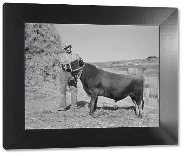 Mr. Botner with bull which he owns co-operatively... Nyssa Heights, Malheur County, Oregon, 1939. Creator: Dorothea Lange