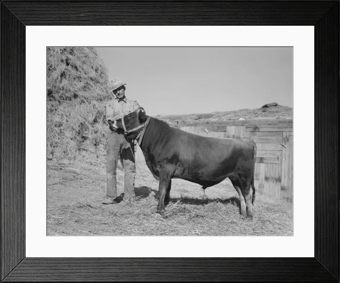 Framed Print : Mr. Botner with bull which he owns co-operatively... Nyssa Heights, Malheur County, Oregon, 1939. Creator: Dorothea Lange Framed Print : Mr. Botner with bull which he owns co-operatively... Nyssa Heights, Malheur County, Oregon, 1939. Creator: Dorothea Lange
