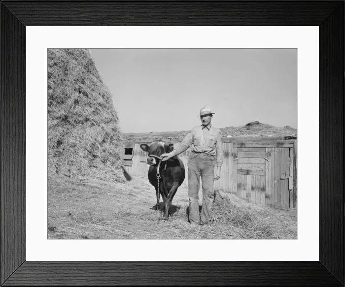 Framed Print : Mr. Botner with bull which he owns... Nyssa Heights, Malheur County, Oregon, 1939. Creator: Dorothea Lange Framed Print : Mr. Botner with bull which he owns... Nyssa Heights, Malheur County, Oregon, 1939. Creator: Dorothea Lange