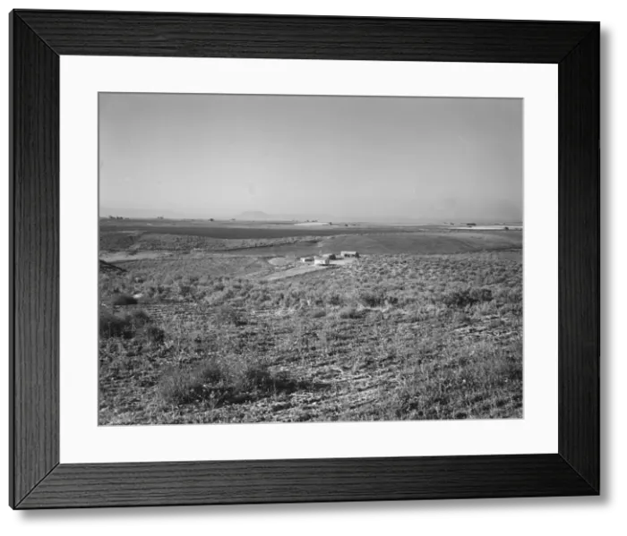 Framed Print : Sage bush, hay field, farmstead, cattle in pasture, Nyssa Heights, Malheur County, Oregon, 1939. Creator: Dorothea Lange Framed Print : Sage bush, hay field, farmstead, cattle in pasture, Nyssa Heights, Malheur County, Oregon, 1939. Creator: Dorothea Lange