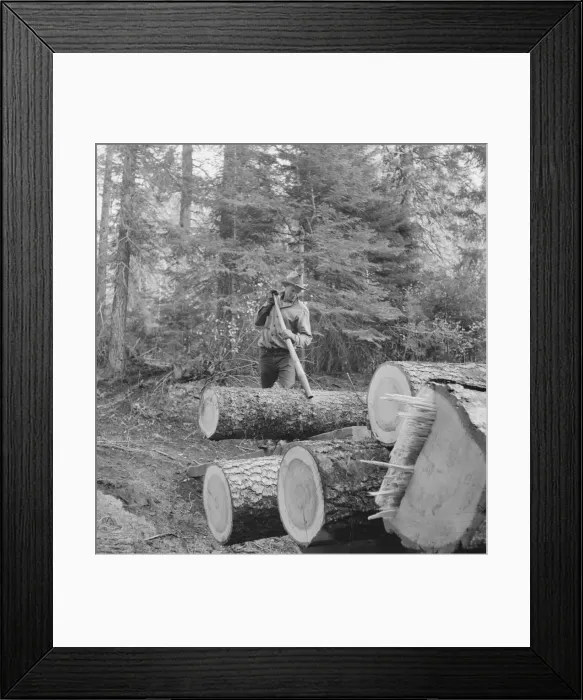 Framed Print : Member of the Ola self-help sawmill co-op working in the woods... Gem County, Idaho, 1939. Creator: Dorothea Lange Framed Print : Member of the Ola self-help sawmill co-op working in the woods... Gem County, Idaho, 1939. Creator: Dorothea Lange