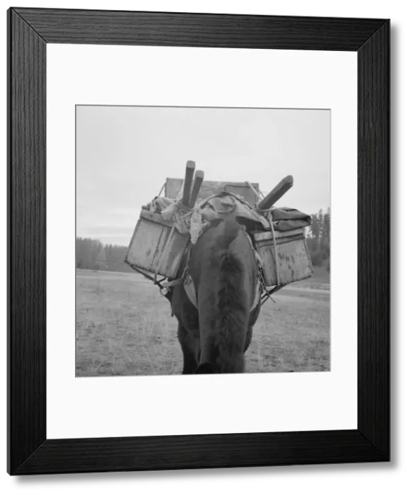 Framed Print : Possibly: Pack animal coming down from summer sheep camp, Adams County, Idaho, 1939. Creator: Dorothea Lange Framed Print : Possibly: Pack animal coming down from summer sheep camp, Adams County, Idaho, 1939. Creator: Dorothea Lange