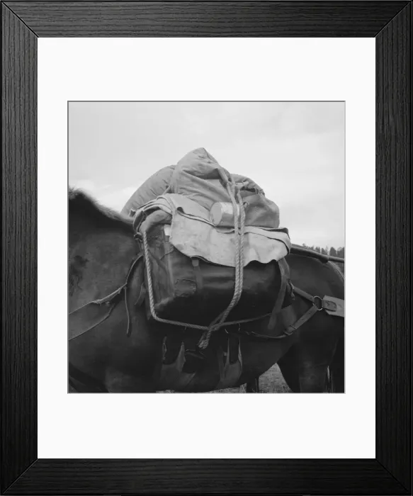 Framed Print : Pack animal coming down from summer sheep camp, Adams County, Idaho, 1939. Creator: Dorothea Lange Framed Print : Pack animal coming down from summer sheep camp, Adams County, Idaho, 1939. Creator: Dorothea Lange