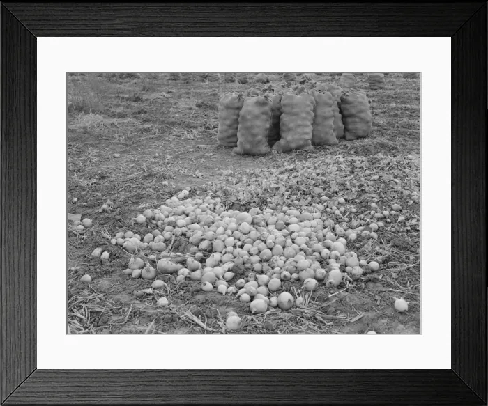 Framed Print : Onions in sacks are drying, Malheur County, Oregon, 1939. Creator: Dorothea Lange Framed Print : Onions in sacks are drying, Malheur County, Oregon, 1939. Creator: Dorothea Lange