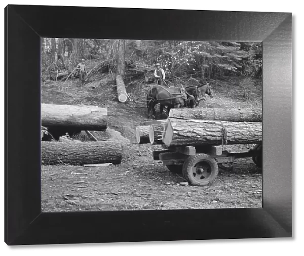 Members of Ola self-help sawmill co-op snaking a fir log down... Gem County, Idaho, 1939. Creator: Dorothea Lange