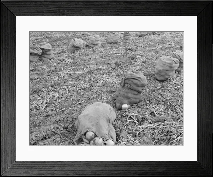 Framed Print : Onions drying in sacks in the field, Malheur County, Oregon, 1939. Creator: Dorothea Lange Framed Print : Onions drying in sacks in the field, Malheur County, Oregon, 1939. Creator: Dorothea Lange
