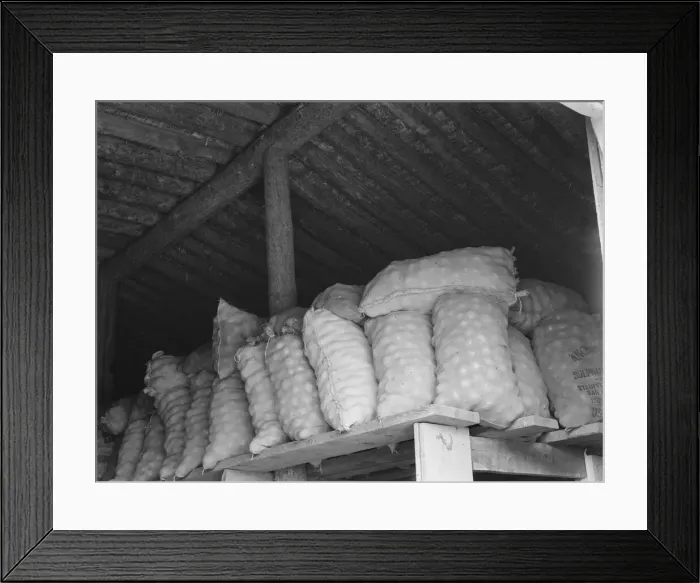 Framed Print : Fifty-pound bags of onions in storage shed, ready for market, Malheur County, Oregon, 1939 Creator: Dorothea Lange