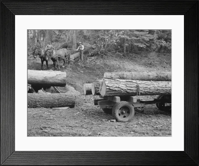 Framed Print : Members of Ola self-help sawmill co-op snaking a fir log down... Gem County, Idaho, 1939. Creator: Dorothea Lange Framed Print : Members of Ola self-help sawmill co-op snaking a fir log down... Gem County, Idaho, 1939. Creator: Dorothea Lange