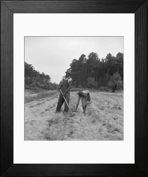 Framed Print : Thirteen year old daughter of Negro sharecropper planting... near Olive Hill, North Carolina, 1939. Creator: Dorothea Lange Framed Print : Thirteen year old daughter of Negro sharecropper planting... near Olive Hill, North Carolina, 1939. Creator: Dorothea Lange