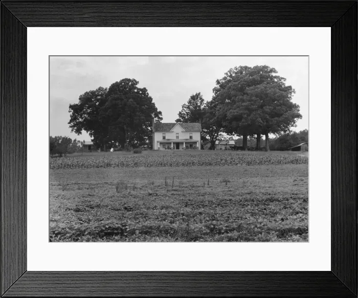 Framed Print : Prosperous farmers house and farm landscape seen from the road, near Colbreth, North Carolina, 1939 Creator: Dorothea Lange Framed Print : Prosperous farmers house and farm landscape seen from the road, near Colbreth, North Carolina, 1939 Creator: Dorothea Lange