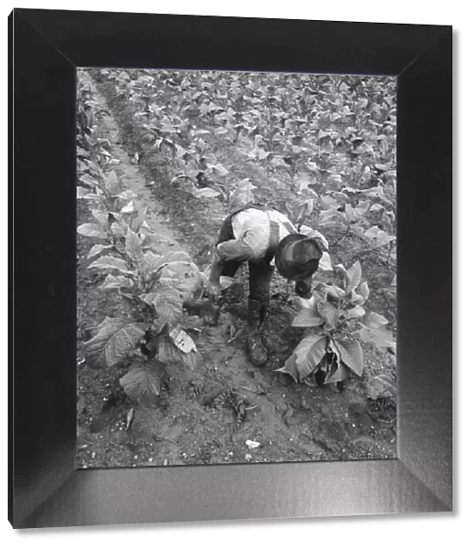 Wage laborer topping tobacco, Shoofly, North Carolina, 1939. Creator: Dorothea Lange