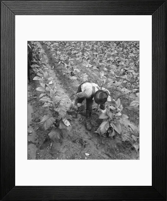 Framed Print : Wage laborer topping tobacco, Shoofly, North Carolina, 1939. Creator: Dorothea Lange Framed Print : Wage laborer topping tobacco, Shoofly, North Carolina, 1939. Creator: Dorothea Lange