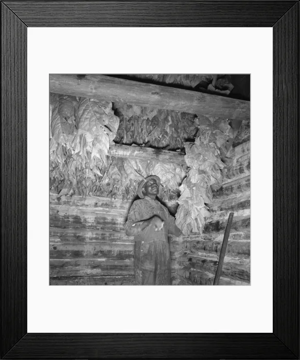 Framed Print : Possibly: Son of sharecropper... hanging up strung tobacco... Shoofly, North Carolina, 1939. Creator: Dorothea Lange Framed Print : Possibly: Son of sharecropper... hanging up strung tobacco... Shoofly, North Carolina, 1939. Creator: Dorothea Lange